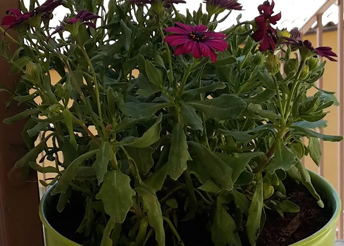 Sogni D'oro Агрідженто