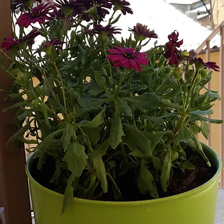 Sogni D'oro אגריג'נטו